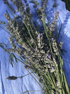 fresh lavender harvested for lavender rice bag