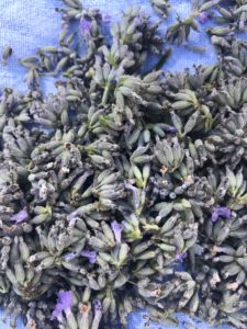 fresh lavender heads for theraputic rice bags