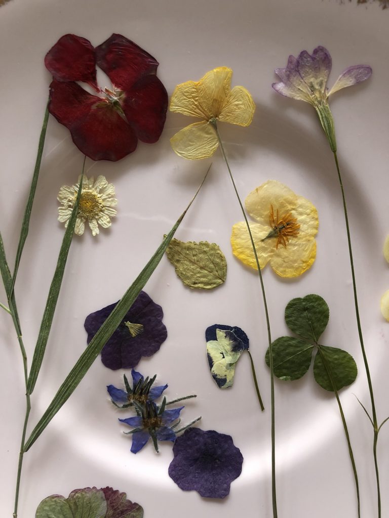 selection of pressed flower heads on pink plate for pressed flower candle craft