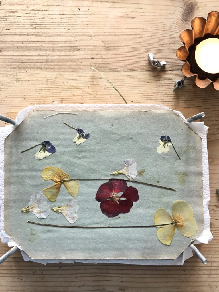 flatlay of various flower heads dried in fllower press