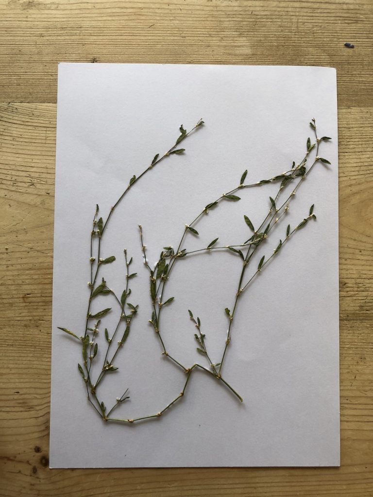 grass on paper to begin dried flower picture