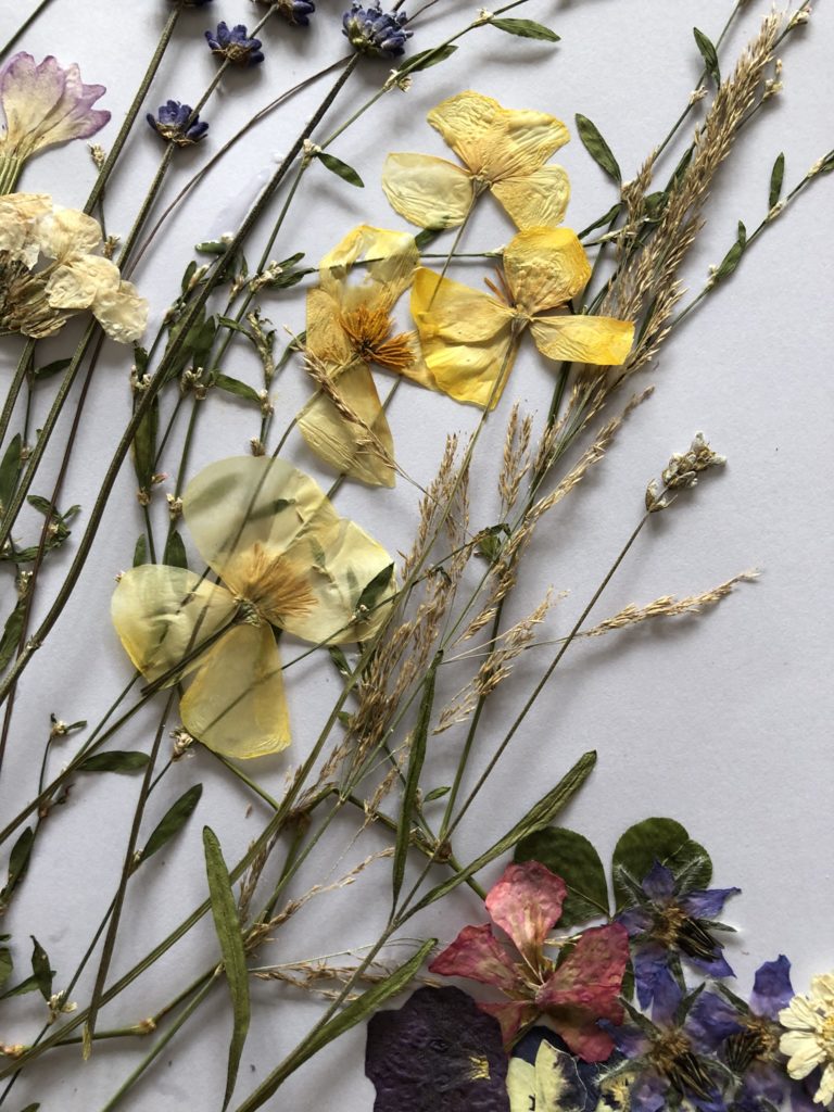 flowers on paper to create dried flower picture