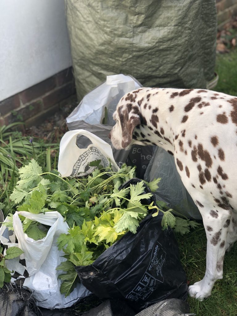 dalmatian sniffing plants