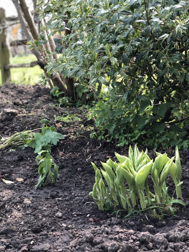 The Cottage Garden plants