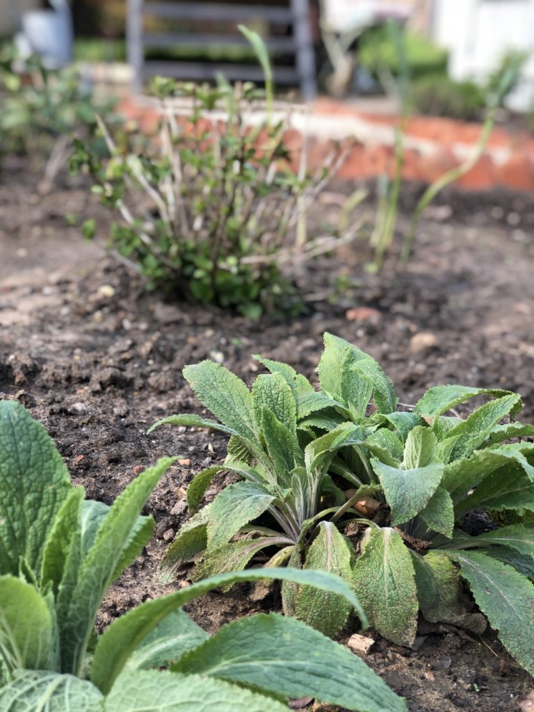 The Cottage Garden plants