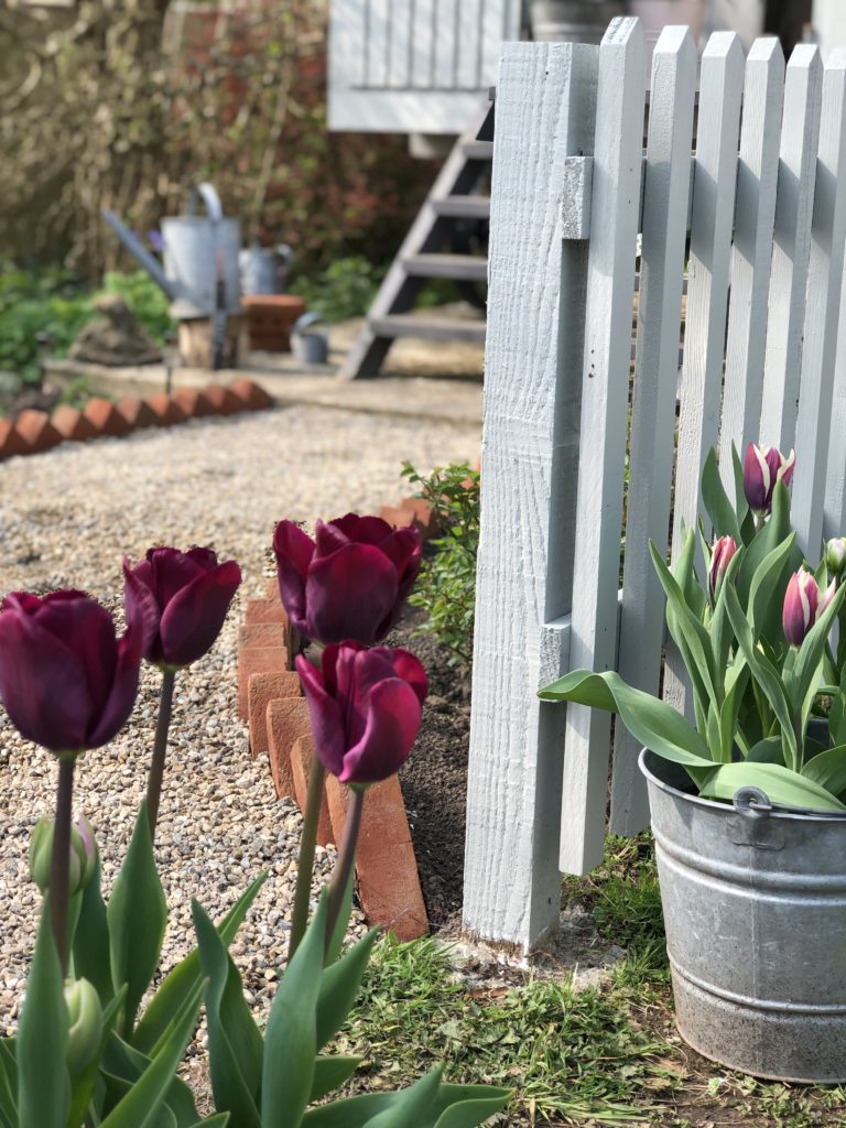 tulips gravel path and picket fence