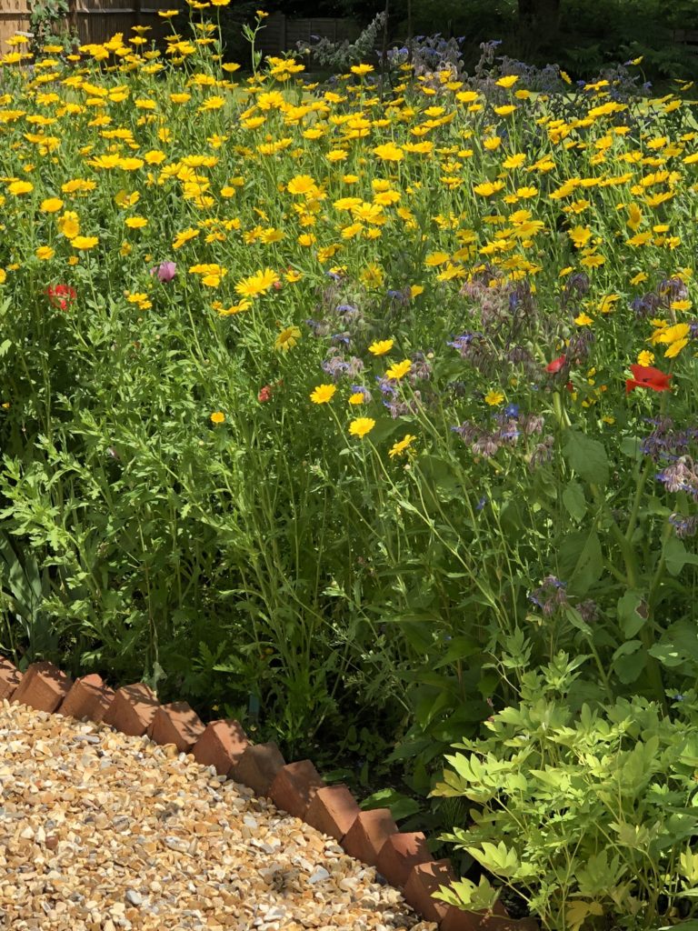 Crown daisies for cottage garden plans