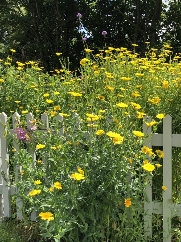 Crown daisies for cottage garden plans