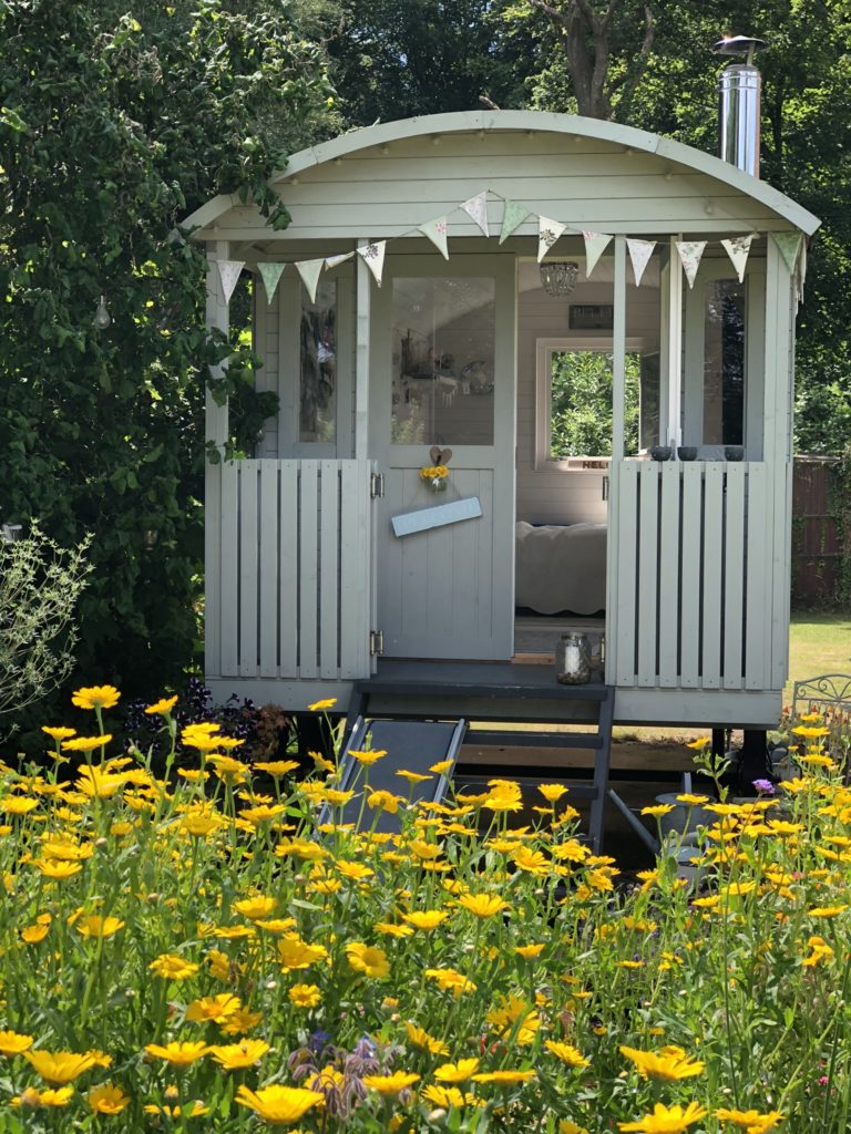 Crown daisies for cottage garden plans in front of pretty shepherd's hut