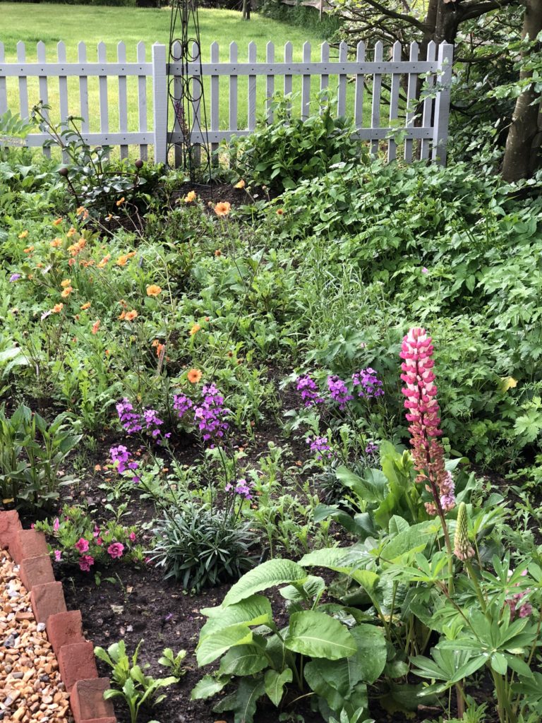 cottage garden plants