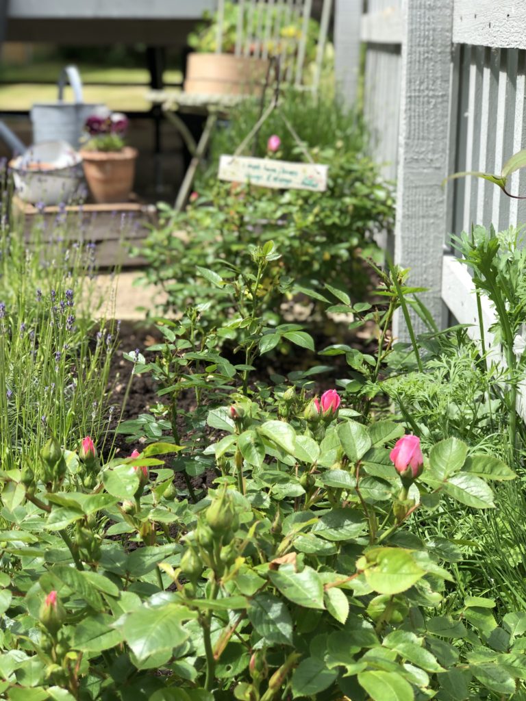 cottage garden plants