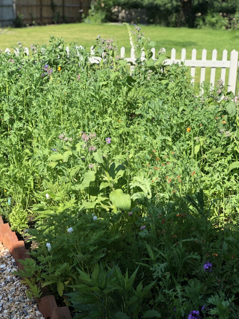 cottage garden plants