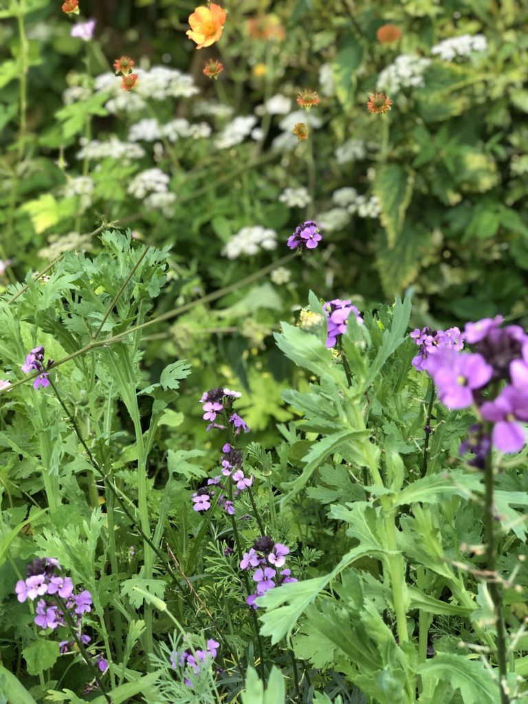 cottage garden plants