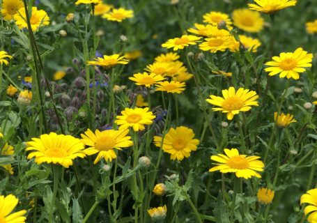 Crown daisies for cottage garden plans