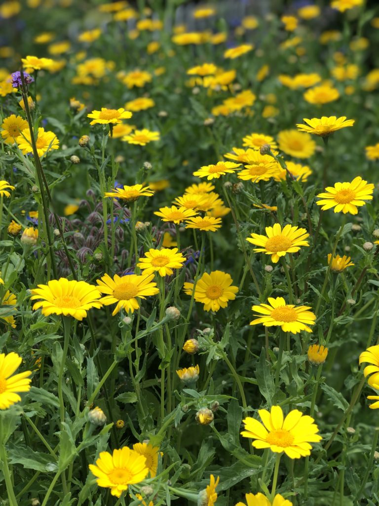 Crown daisies for cottage garden plans