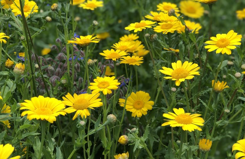 Crown daisies for cottage garden plans