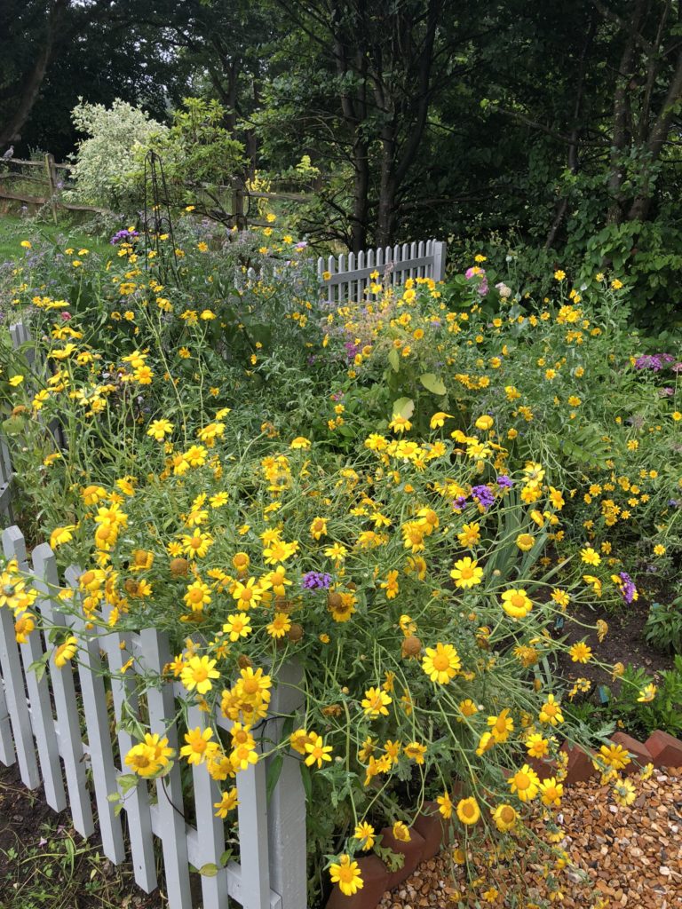 Crown daisies for cottage garden plans 