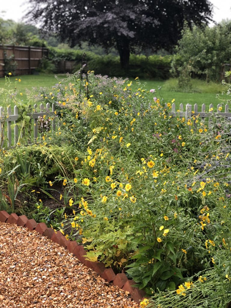 crown daisies and borage in cottage garden