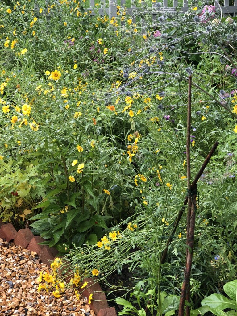 crown daisies and borage in cottage garden