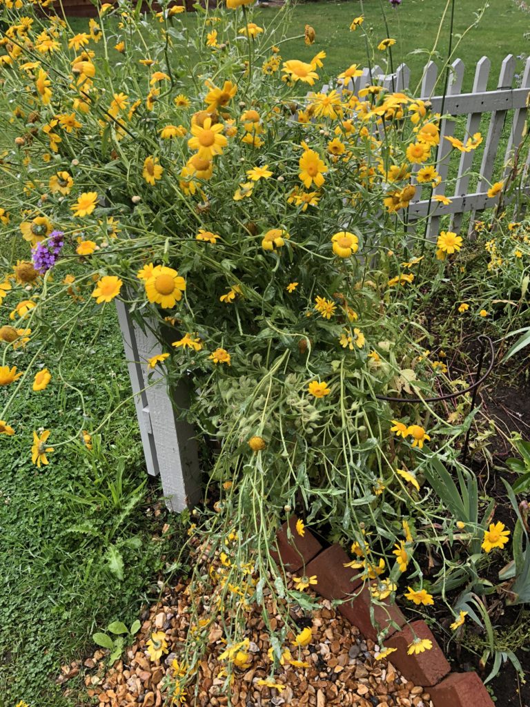 crown daisies and borage in cottage garden plans