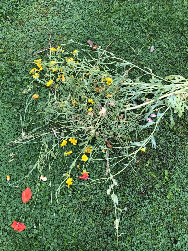 spent crown daisies and poppies