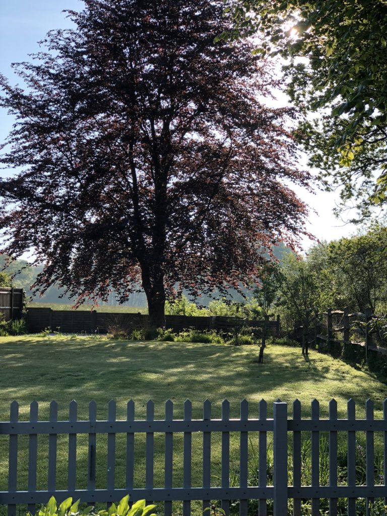 copper beech in country garden