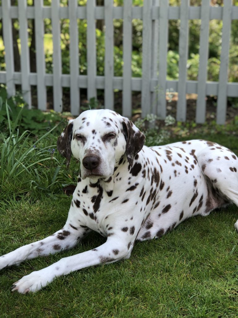 Liver spot dalmatian in front of picket fence