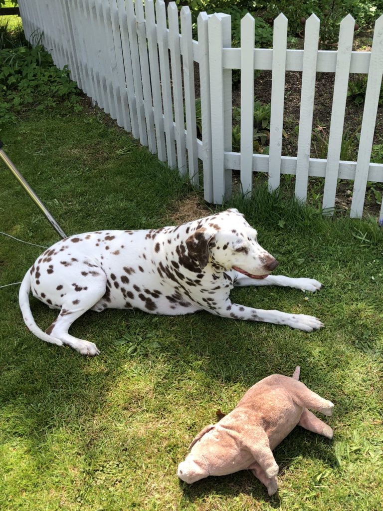 Liver spot dalmatian in front of picket fence with stuffed toy