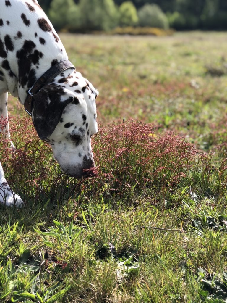 dalmatian sniffing the grass