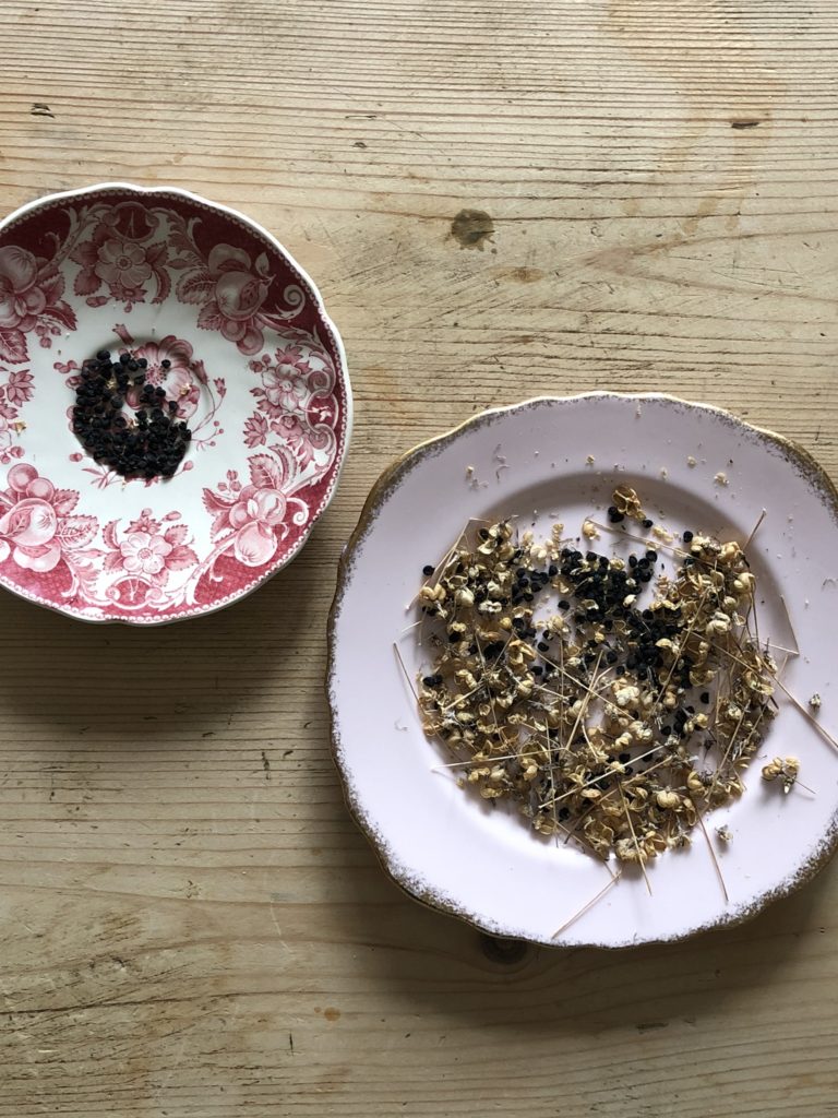 poppy seeds on pink plates