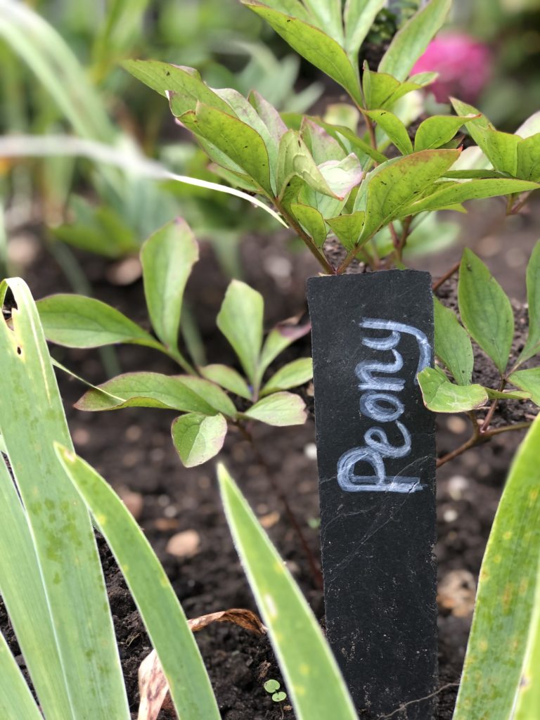 slate plant marker in ground