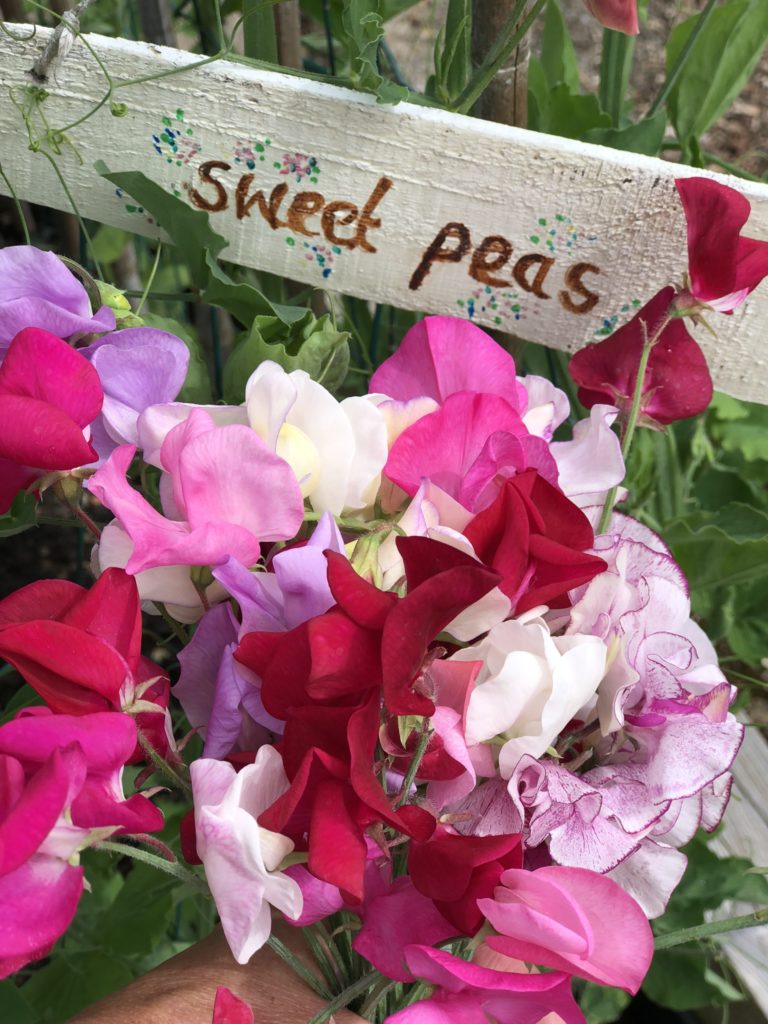 hand painted wooden sweet pea sign in amongst pink sweetpeas