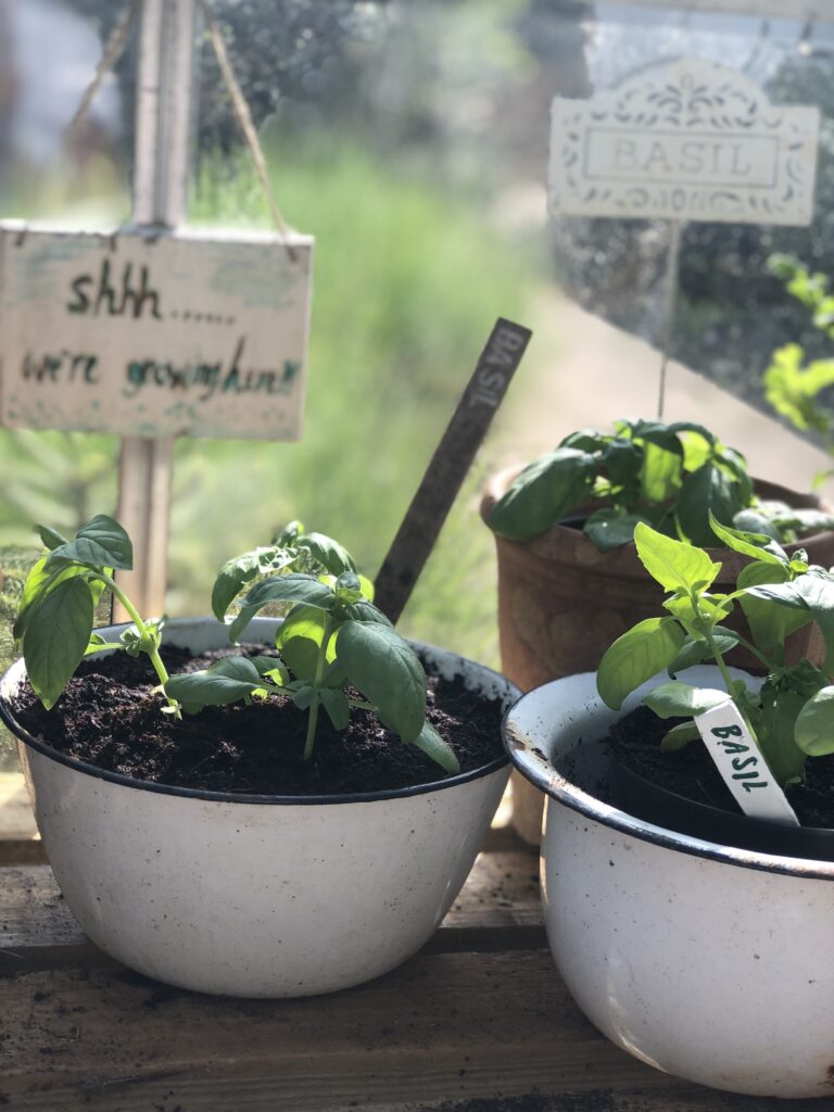 garden pots with homemade garden markers