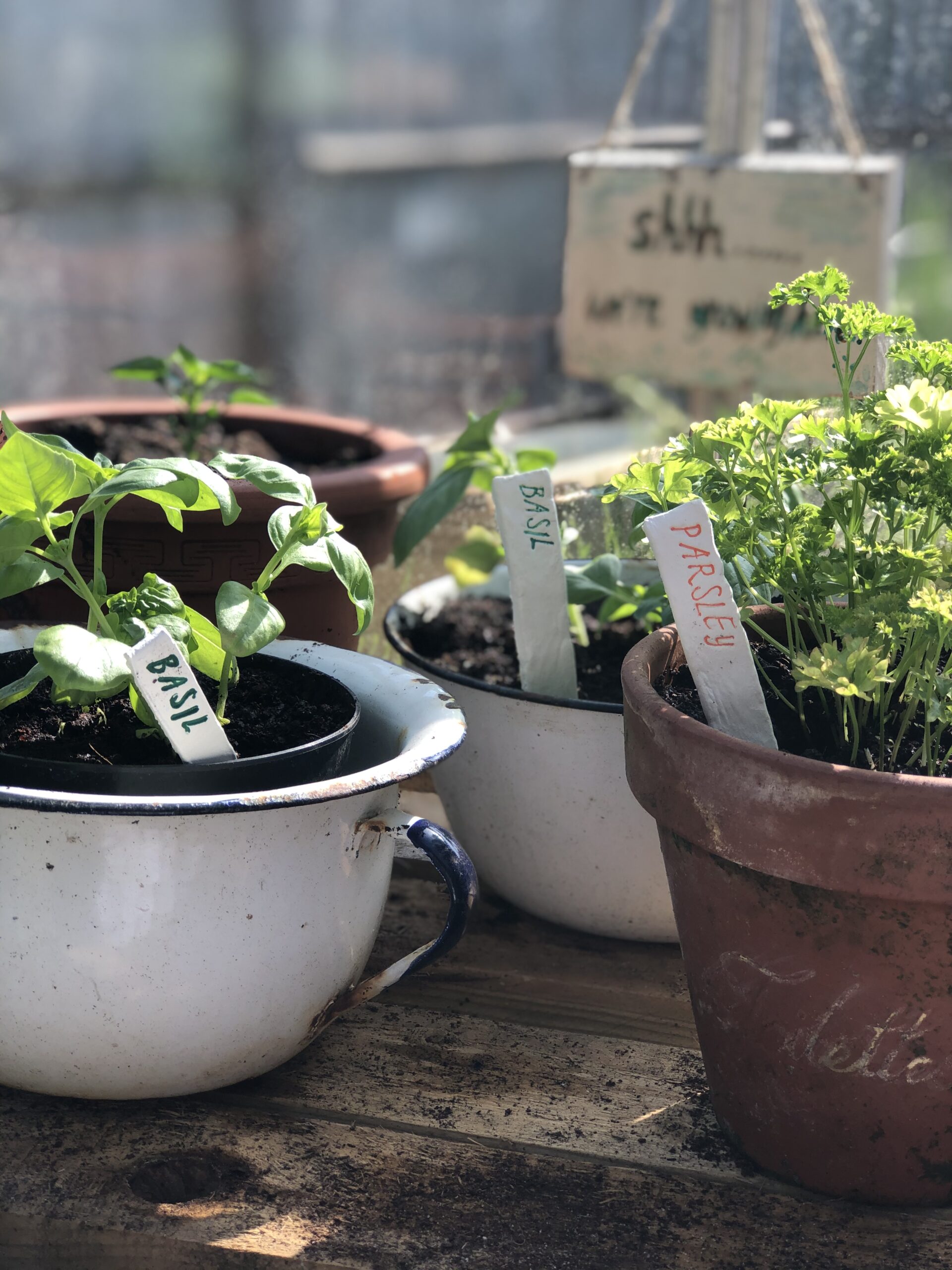 garden pots with homemade garden markers