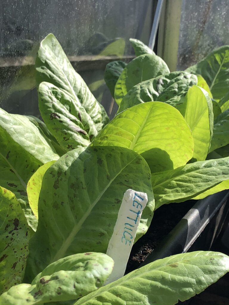 lettuce in pot with clay herb marker