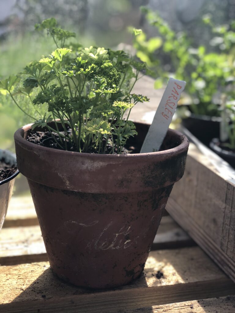 parsley in terracotta pot with clay herb marker