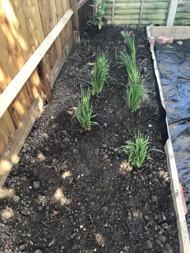 adding primroses to the border