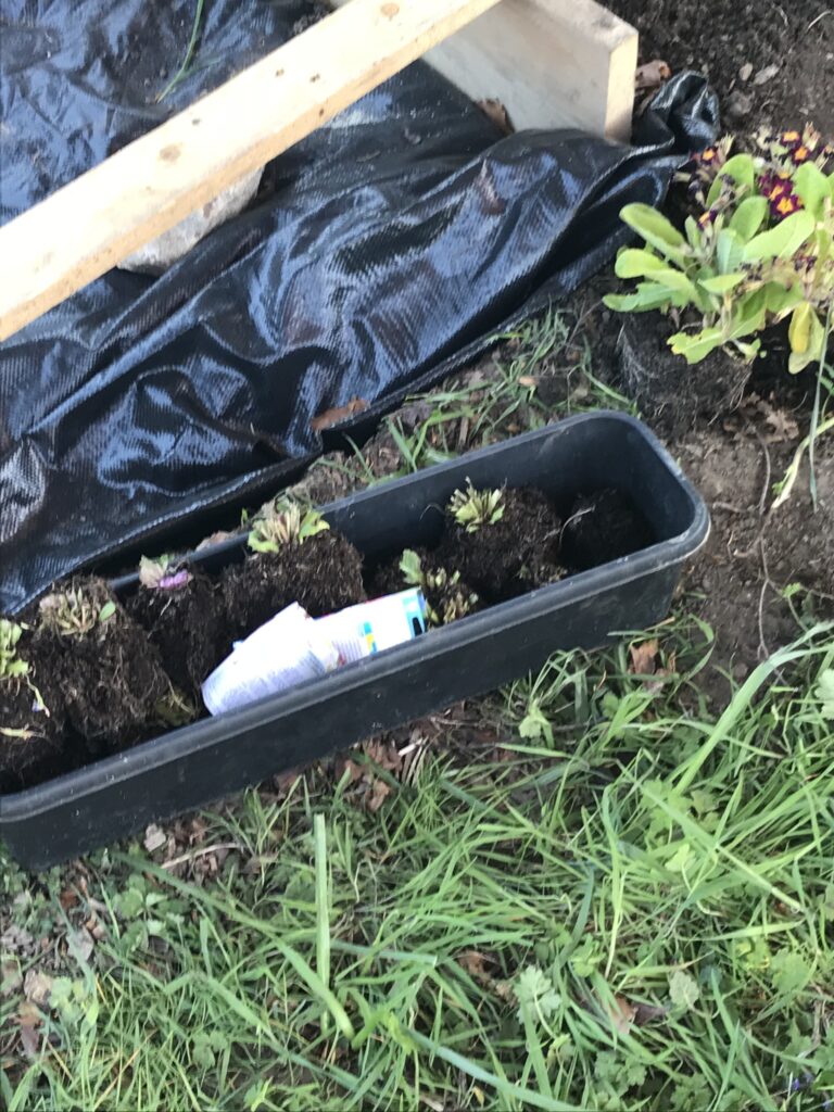 adding primroses to the border