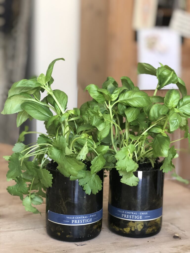 using green wine bottle bottoms for herb planters