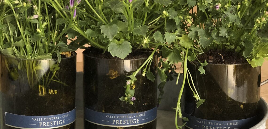 how to reuse wine bottles as planters