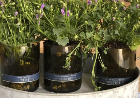 how to reuse wine bottles as planters