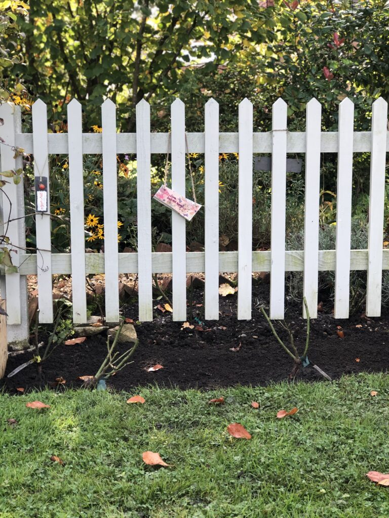 planting bare root roses in front of white picket fence