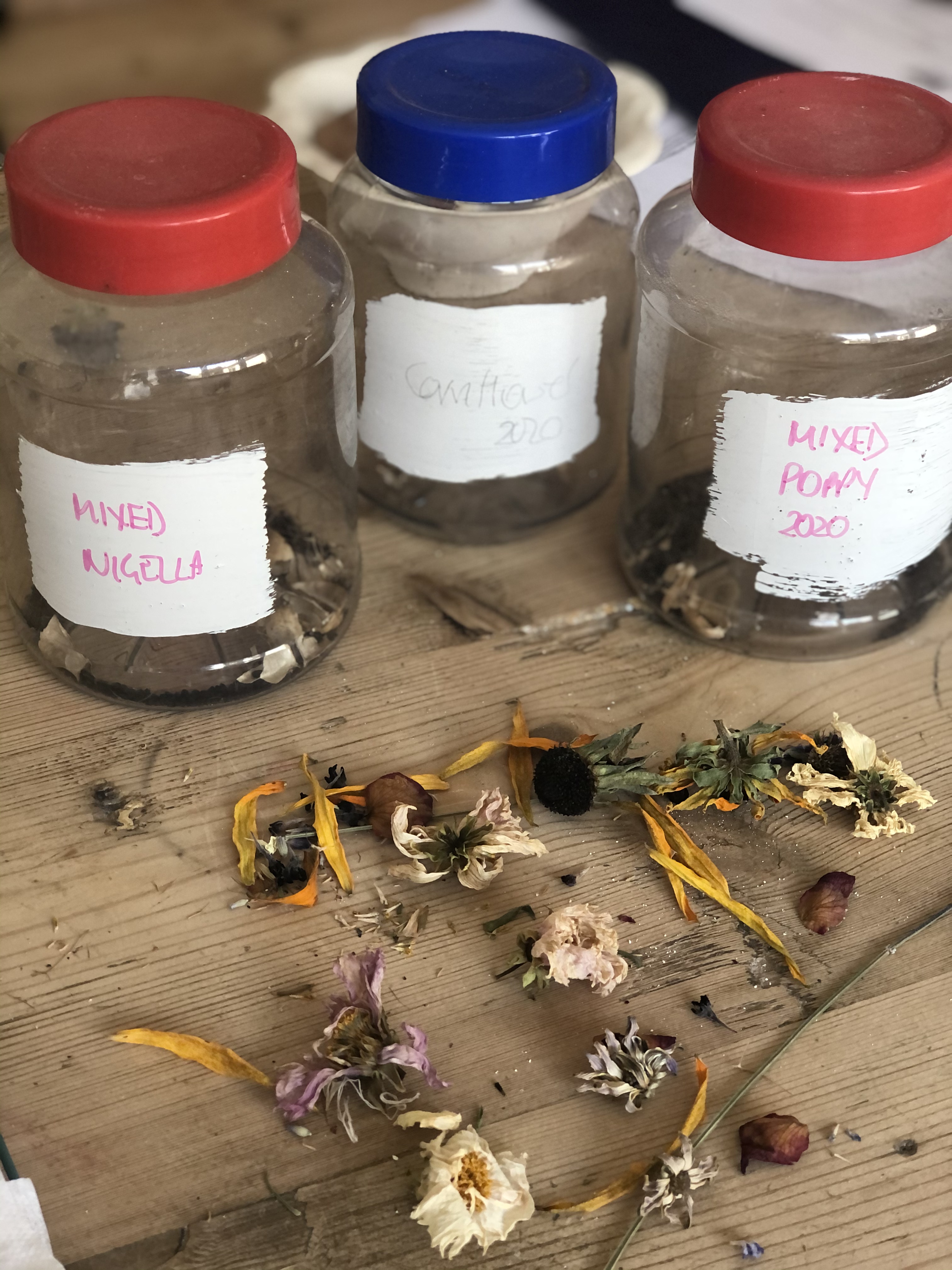 dried flowers and seeds