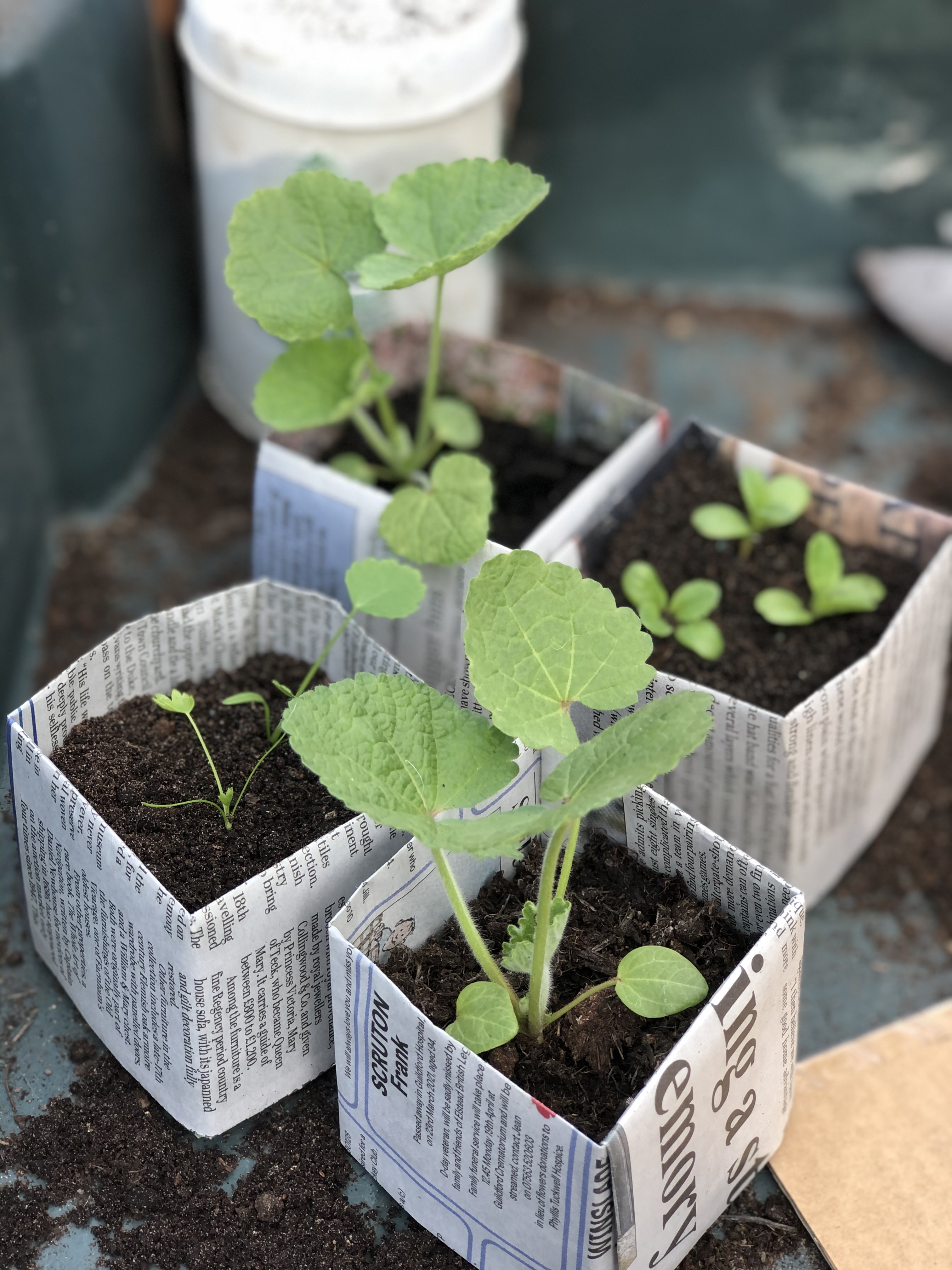 filling recycled paper seedling pots