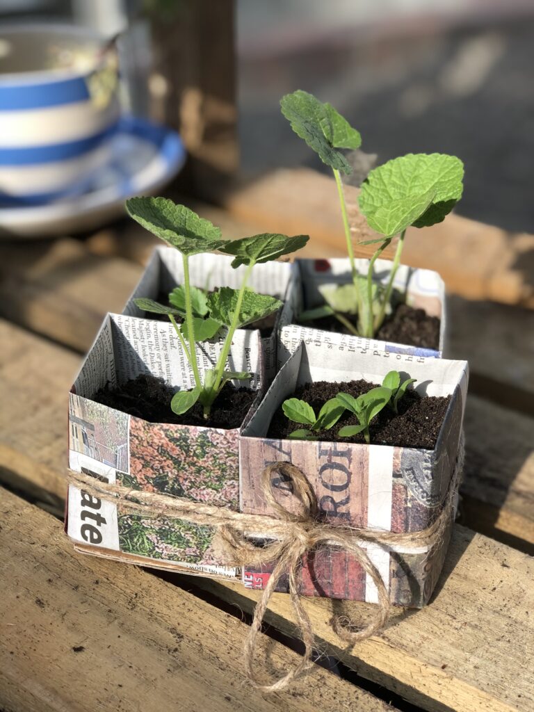 recycled paper seedling pots