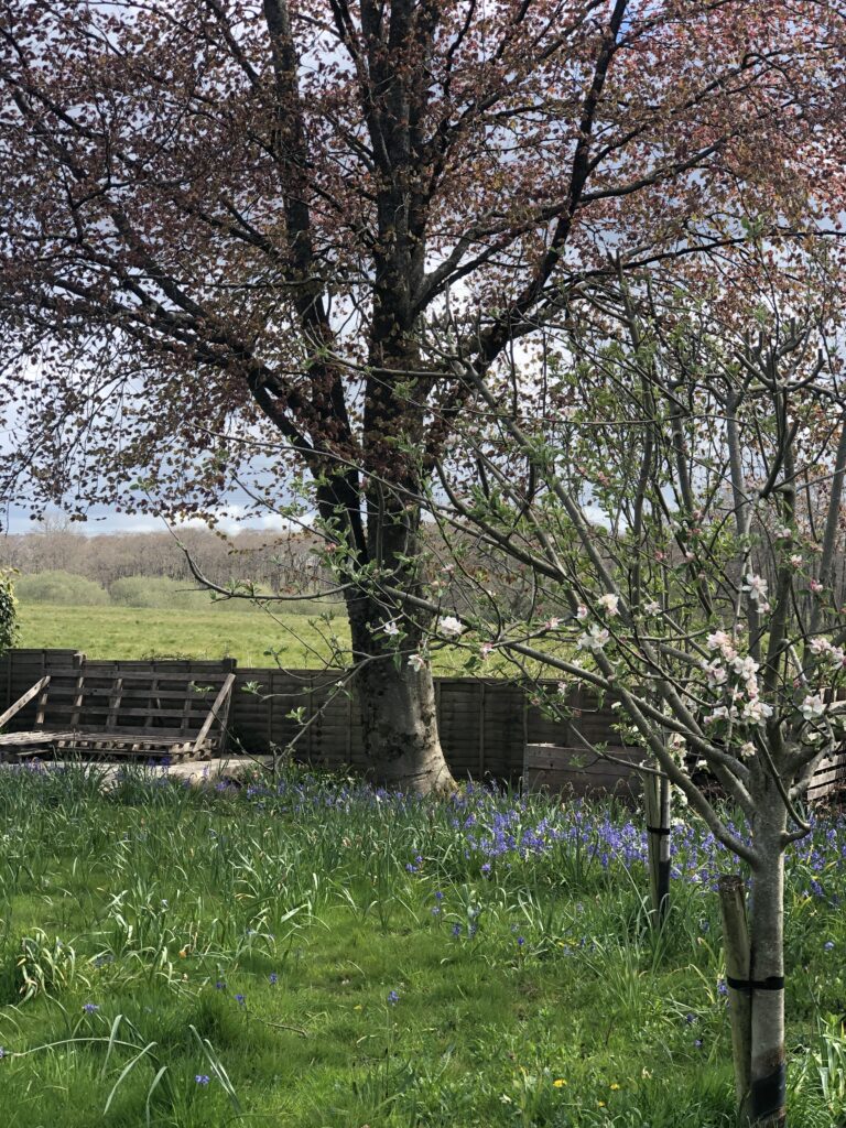 tiny orchard in pretty bluebell garden