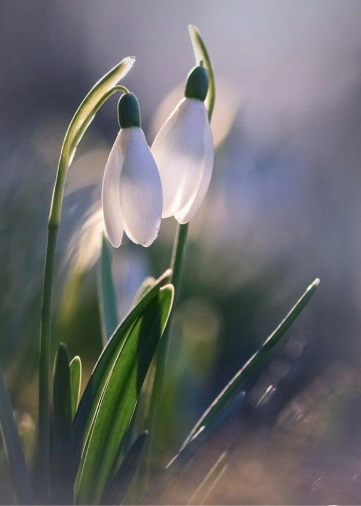 snowdrop graphic